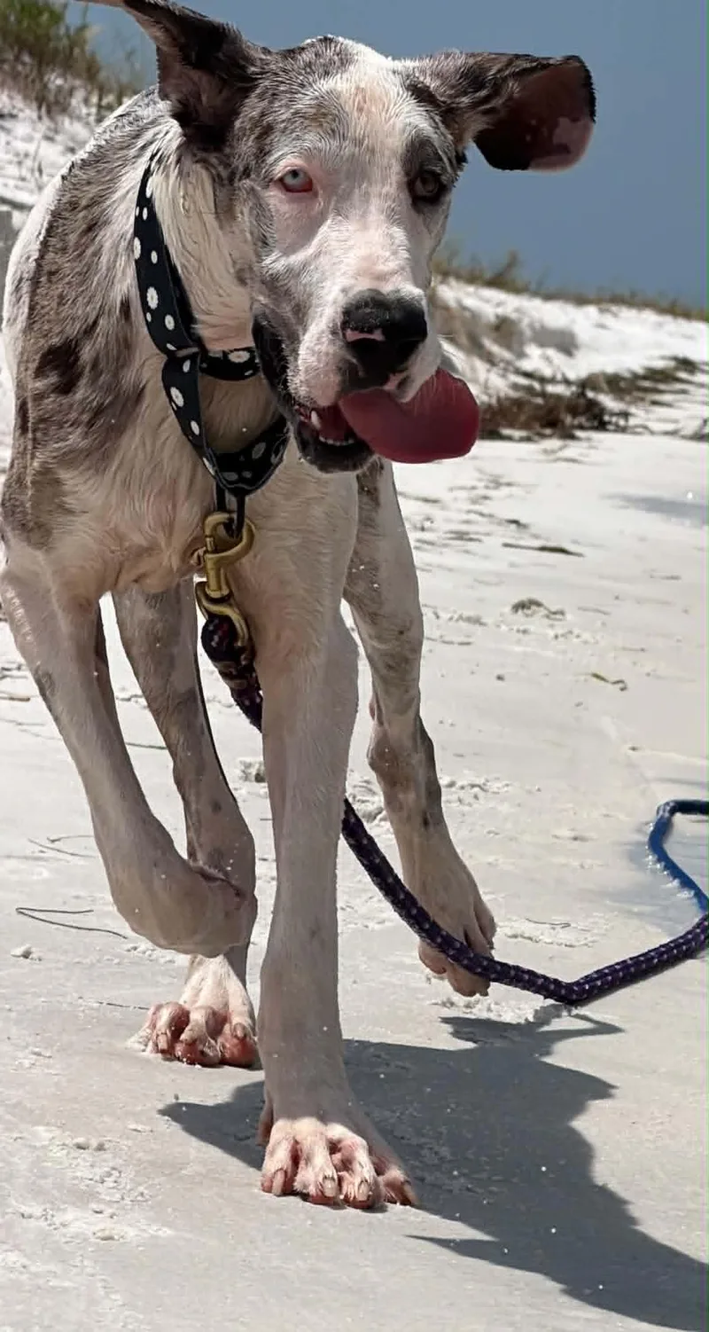 A baby extra large-sized female Harlequin Great Dane dog named Stormy for adoption in Pensacola, FL