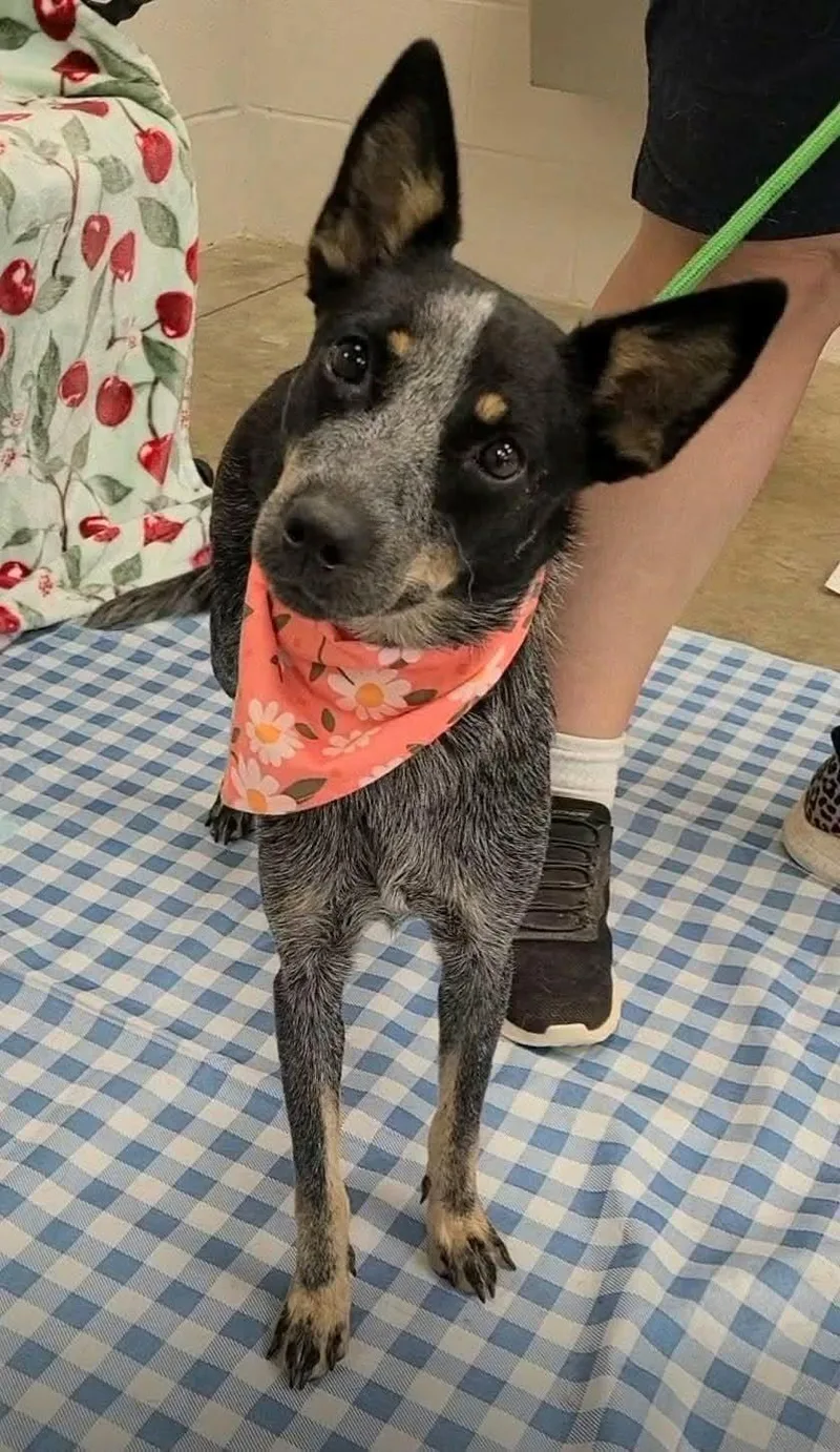 A young medium-sized female Australian Cattle Dog / Blue Heeler dog named London for adoption in Bradenton, FL
