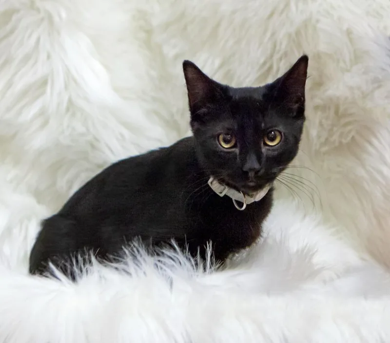 A baby medium-sized male Domestic Short Hair cat named Tanner for adoption in Salt Lake City, UT
