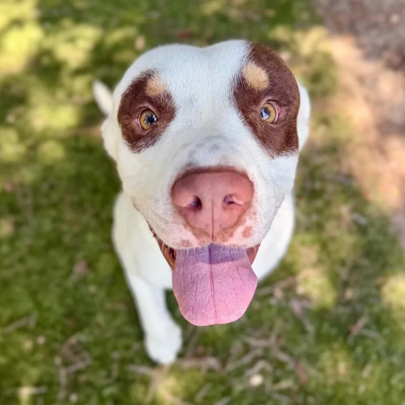 An adult medium-sized male White / Cream Mixed Breed dog named Romeo for adoption in Milton, FL