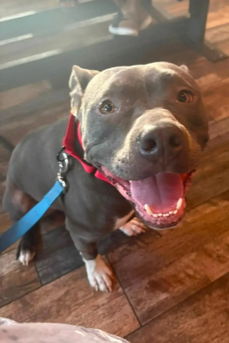 A young large-sized male Gray / Blue / Silver Pit Bull Terrier dog named Tizzy for adoption in Moore, OK