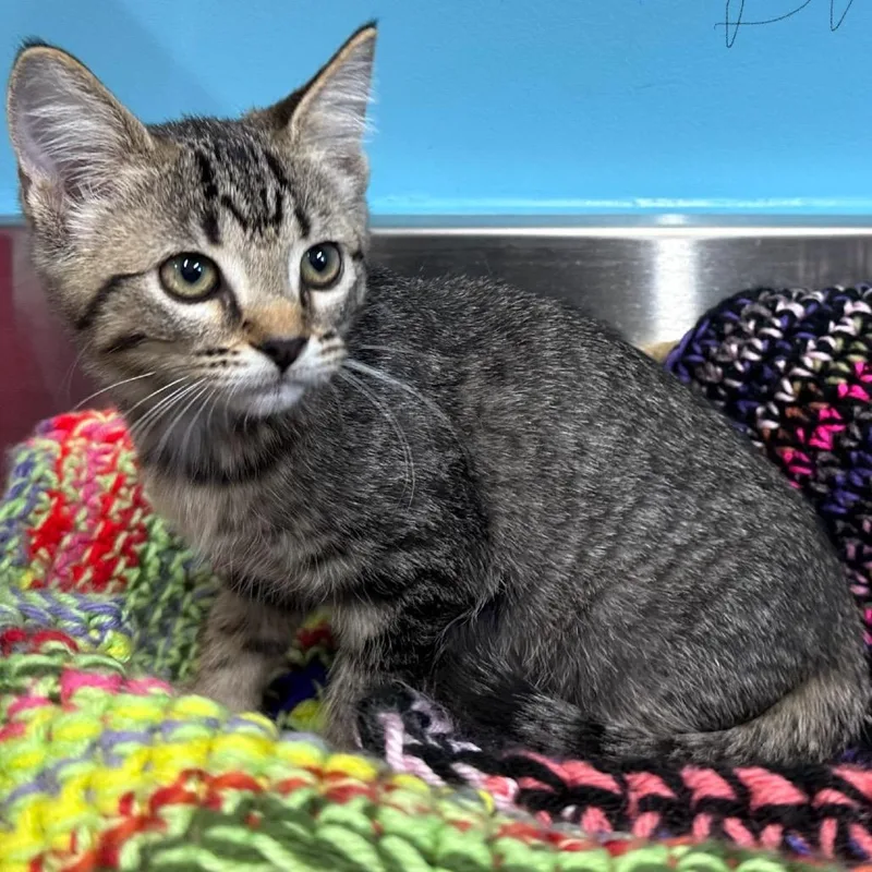 An adult small-sized female Domestic Short Hair cat named Buttons for adoption in Mount Vernon, IN