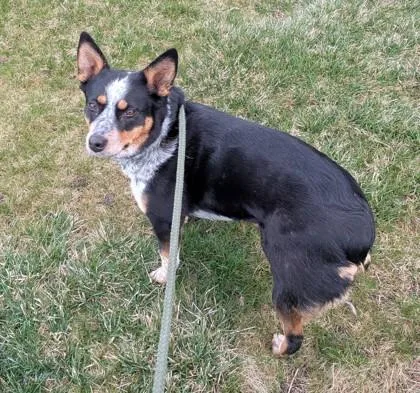 An adult medium-sized female Mixed Breed dog named Anabella for adoption in Missoula, MT