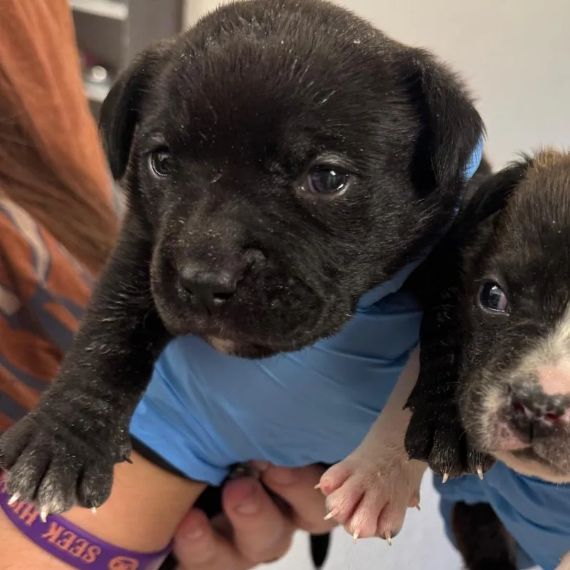 A baby small-sized female Black Mixed Breed dog named Lupa for adoption in Columbiana, AL