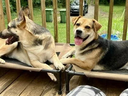 An adult medium-sized male Hound dog named Woody Harrelson for adoption in Malvern, PA
