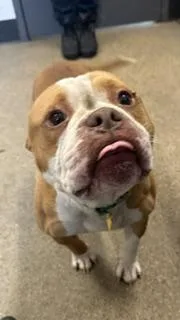 An adult medium-sized male Yellow / Tan / Blond / Fawn Pit Bull Terrier dog named Bramley for adoption in Cleveland, OH
