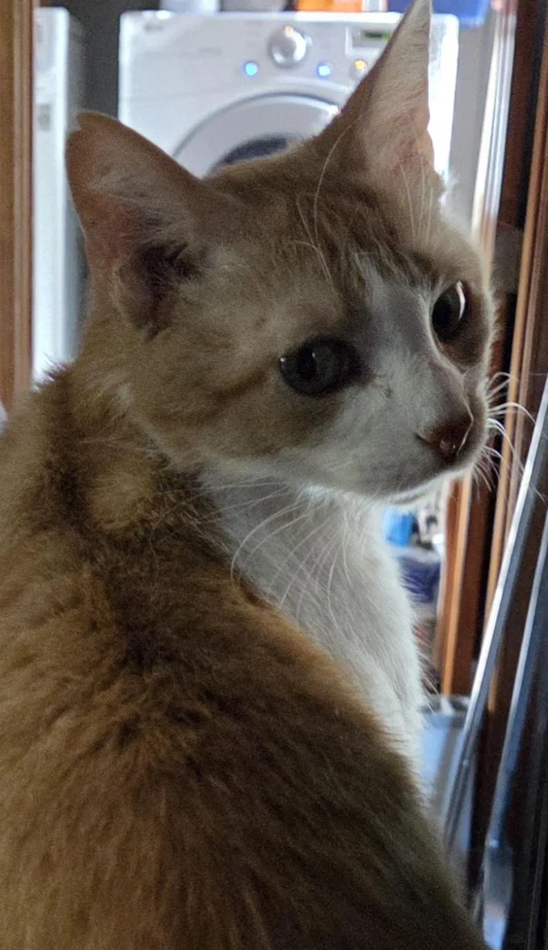 An adult medium-sized female Orange & White Domestic Short Hair cat named Mazzy for adoption in Greensburg, PA