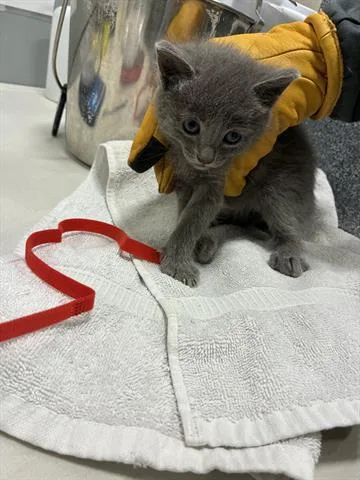 A baby small-sized female Domestic Short Hair cat named Ella for adoption in San Martin, CA