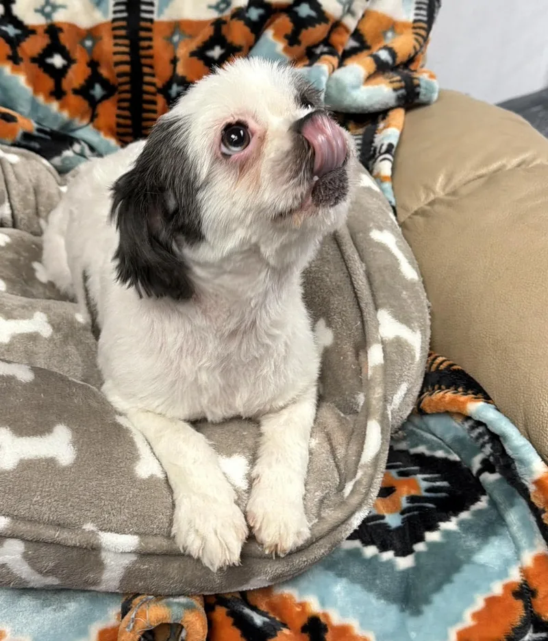 A young small-sized female Shih Tzu dog named Flora for adoption in Archbold , OH