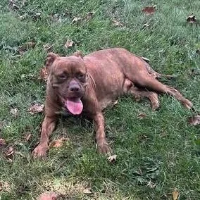 An adult medium-sized female Mixed Breed dog named Judy for adoption in Winston-Salem, NC