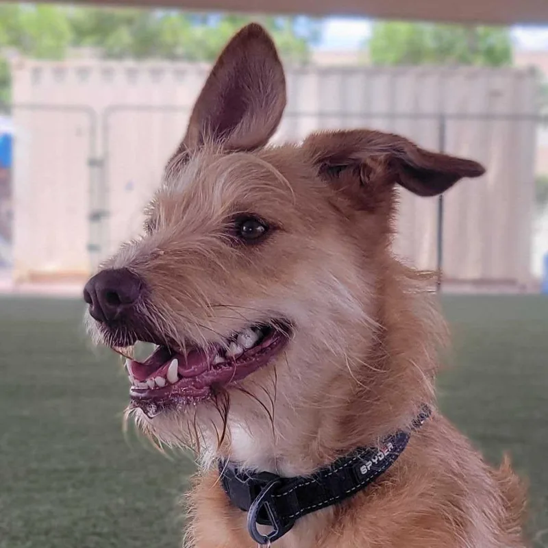 An adult medium-sized female Terrier dog named Sunny for adoption in Riverside, CA