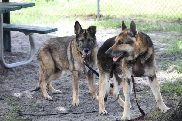A senior large-sized female Mixed Breed dog named Shotsy for adoption in Melbourne, FL