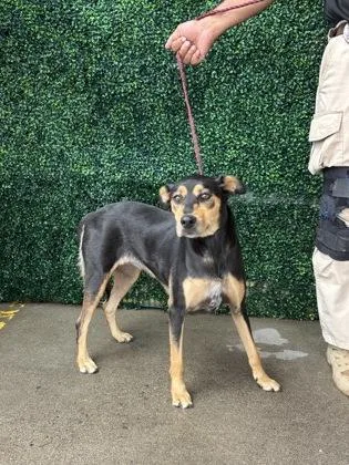An adult medium-sized female Doberman Pinscher dog named 61756736 for adoption in El Paso, TX