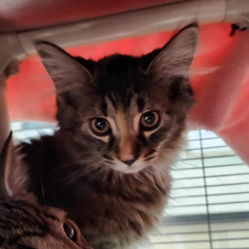 A baby small-sized female Torbie Domestic Long Hair cat named Lemon for adoption in Grand Rapids, MI