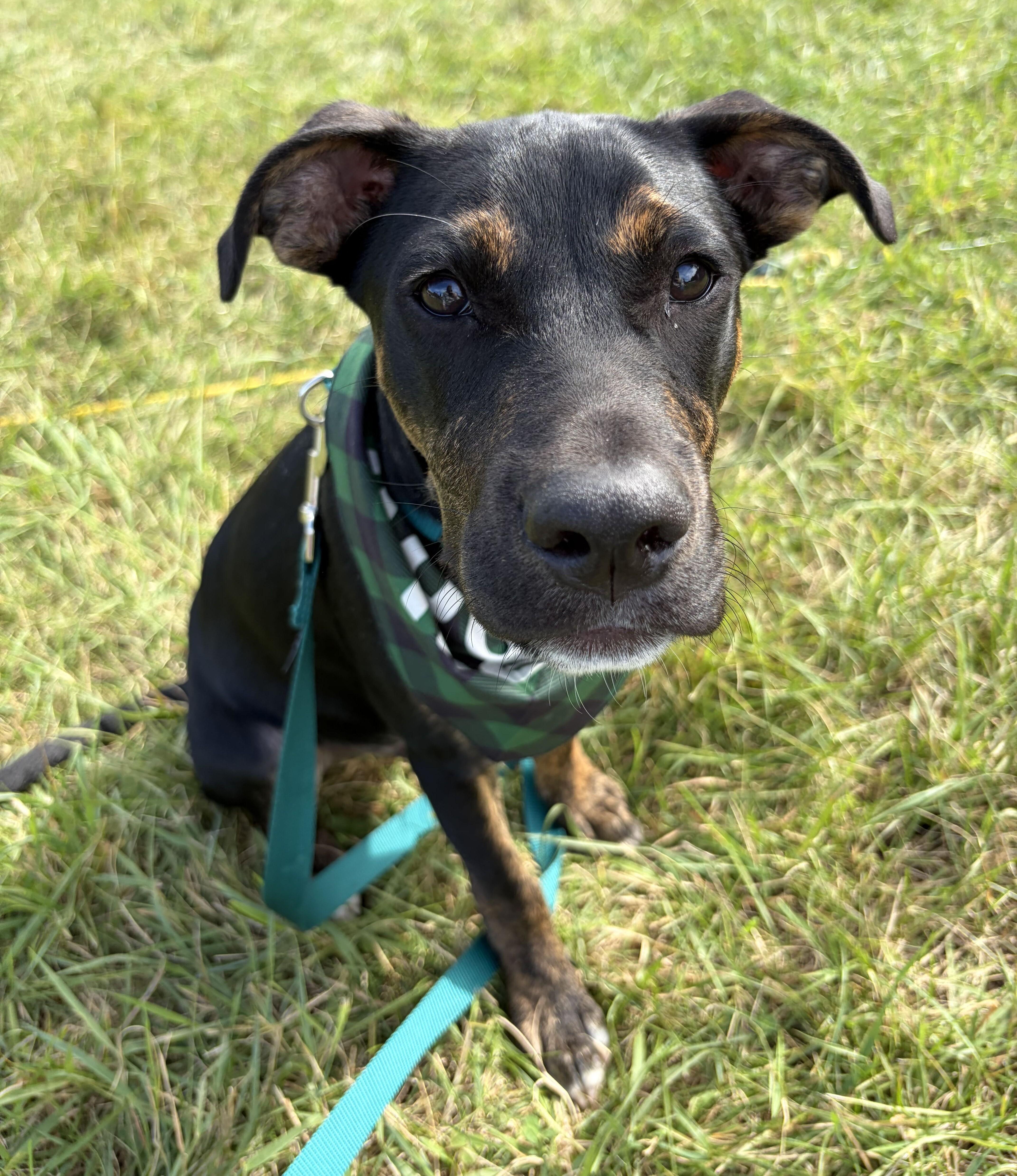 A baby medium-sized male Mixed Breed dog named Franklin HERE IN NH for adoption in Northwood, NH