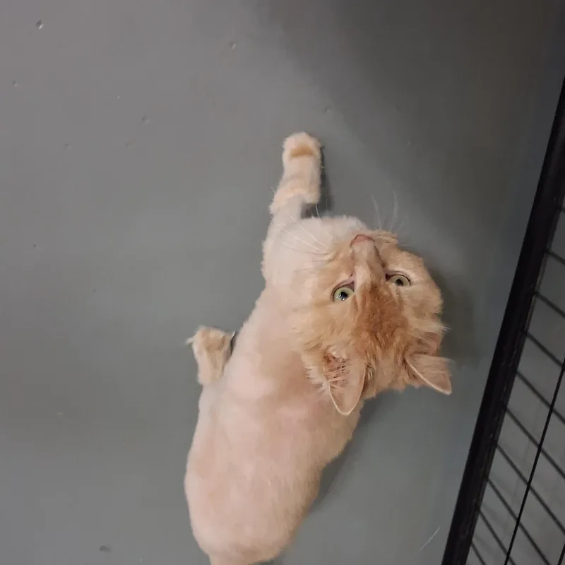 An adult medium-sized male Domestic Long Hair cat named Clark for adoption in Iowa Falls, IA