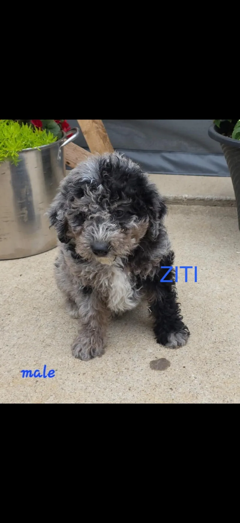 Ziti