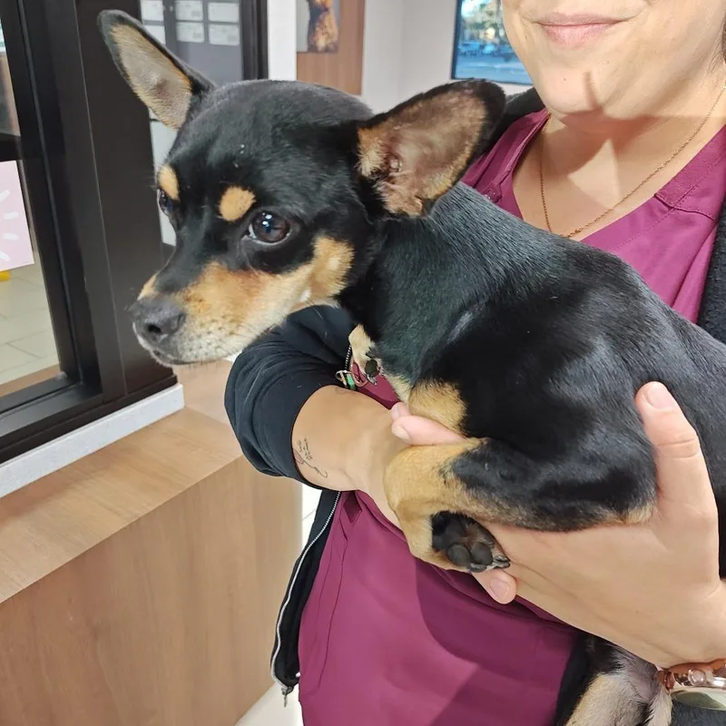 An adult small-sized male Black Chihuahua dog named IEPAStray for adoption in Upland, CA