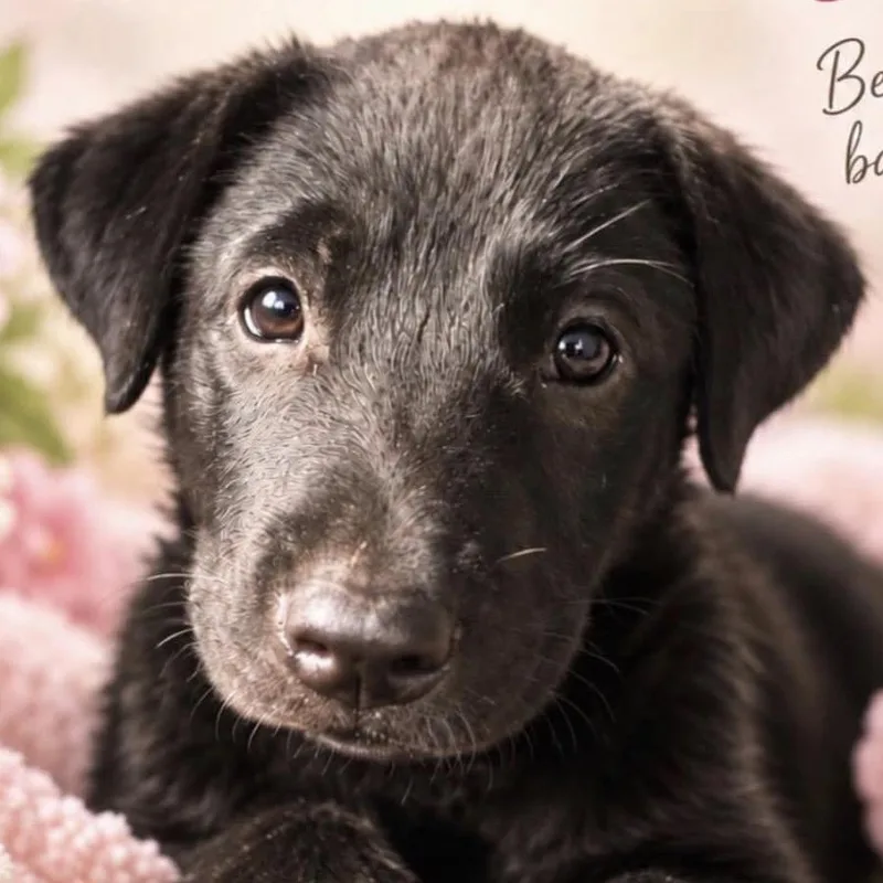A baby medium-sized female Black Labrador Retriever dog named Princess Lily for adoption in New York, NY