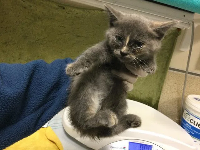 A baby small-sized female Domestic Short Hair cat named Flower for adoption in Riverside, CA
