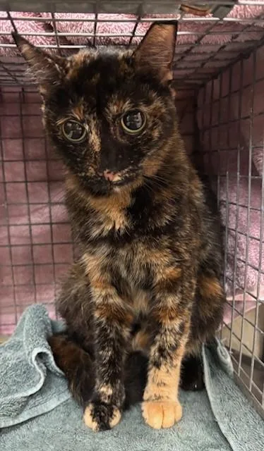 An adult small-sized female Domestic Short Hair cat named Fiona for adoption in Honolulu, HI
