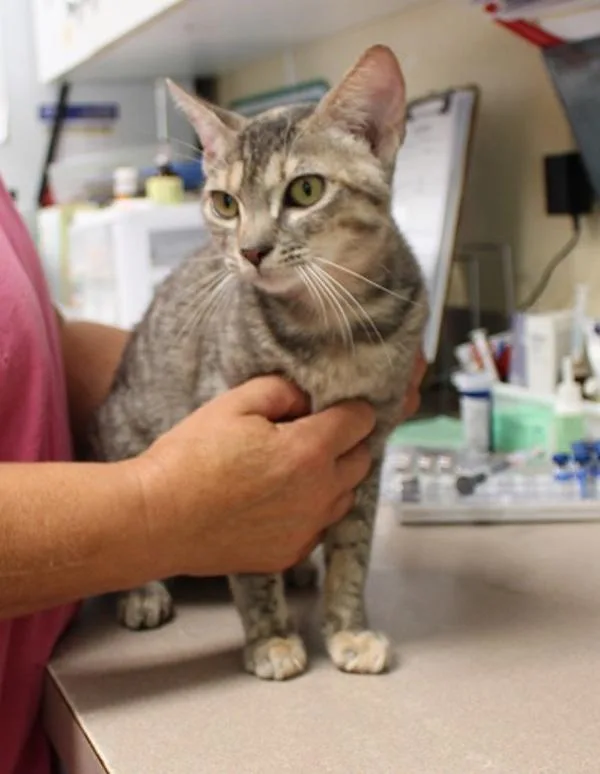 An adult small-sized female Domestic Short Hair cat named August for adoption in Salisbury, MD