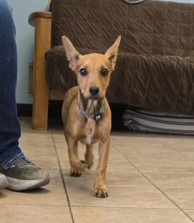 A baby medium-sized male Mixed Breed dog named Scrappy for adoption in Marion, OH