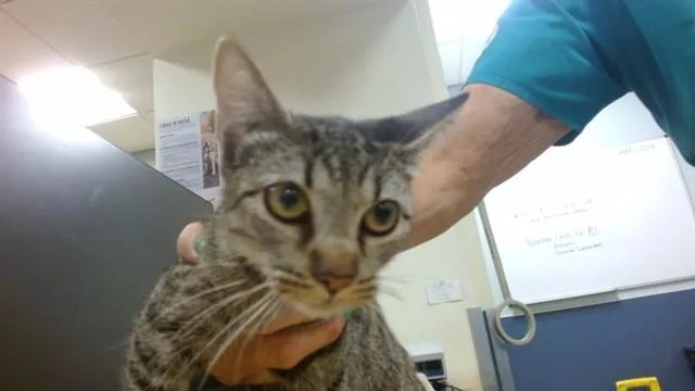 A young small-sized female Domestic Short Hair cat named Luna for adoption in Miami, FL