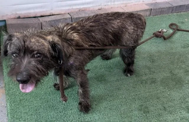 A young medium-sized female Terrier dog named Mia for adoption in Baldwin Park, CA