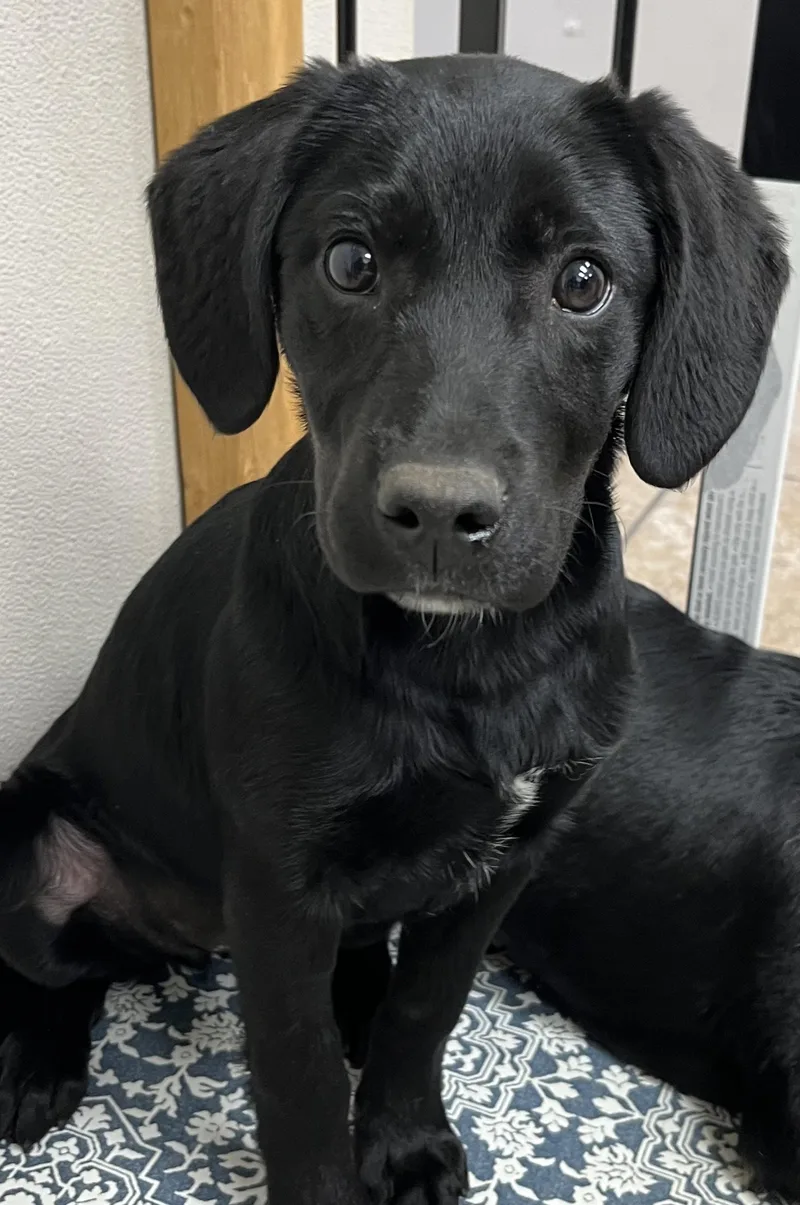 A young medium-sized female Black Labrador Retriever dog named Misty for adoption in Farmington, MO