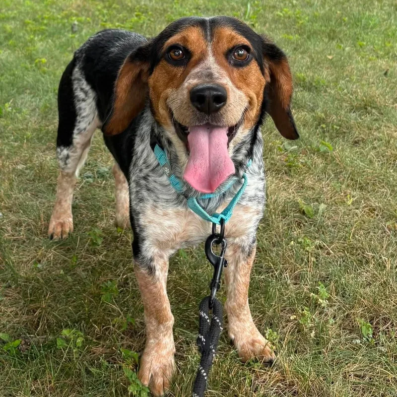 A young medium-sized male Tricolor (Brown, Black, & White) Beagle dog named Watson for adoption in Syracuse, NY