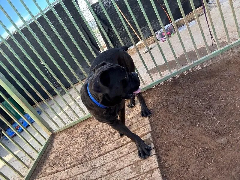 An adult extra large-sized male Black Mixed Breed dog named Hulk for adoption in Hobbs, NM