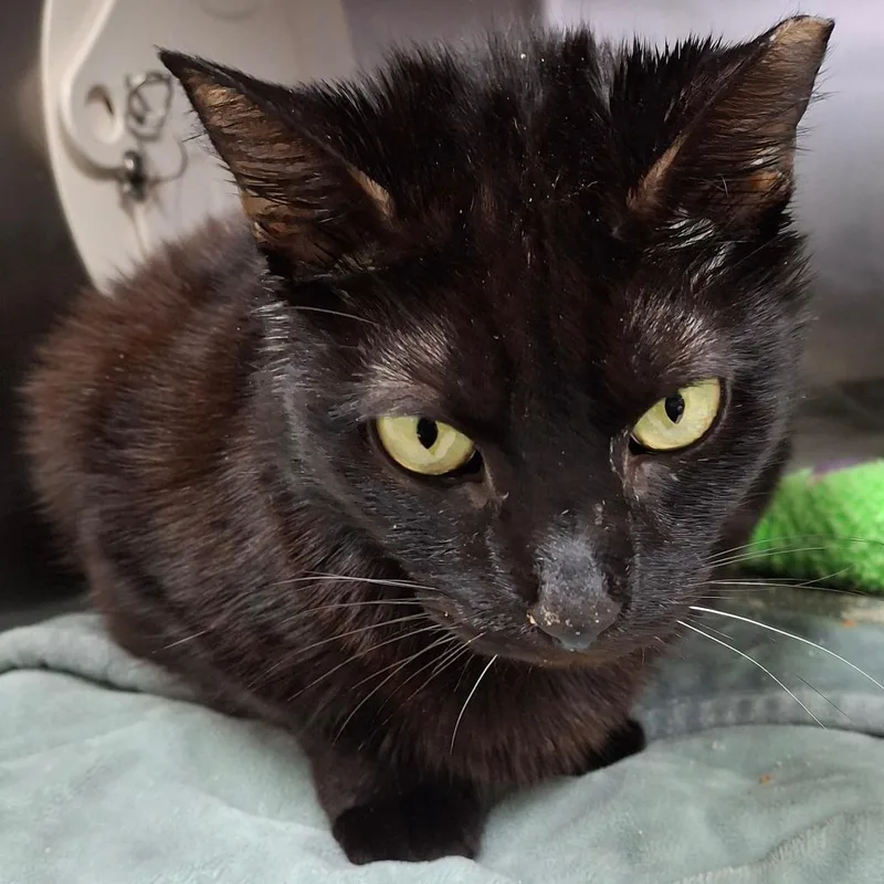 An adult large-sized female Black Domestic Short Hair cat named Shadow for adoption in Lakeland, FL