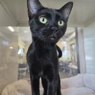 A young medium-sized female Black Domestic Short Hair cat named Letti for adoption in Fernandina Beach, FL