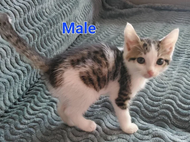 A baby medium-sized male Tabby (Gray / Blue / Silver) Korat cat named Tucker for adoption in Rock Spring, GA