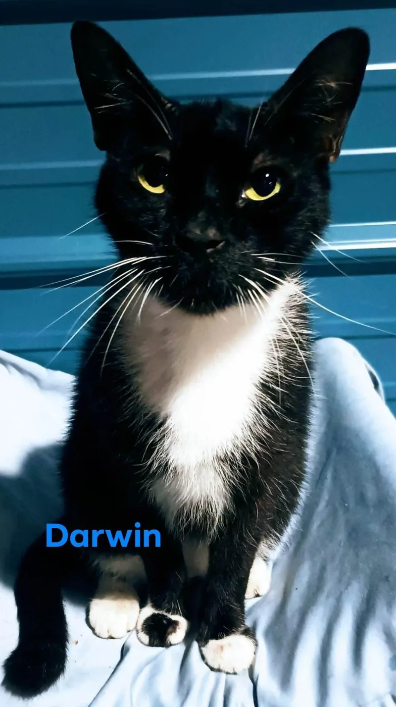 A senior medium-sized male Tuxedo cat named Darwin for adoption in Spring Hill, FL