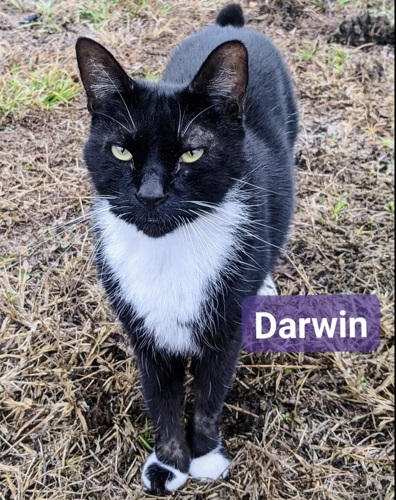 Darwin thumbnail 2