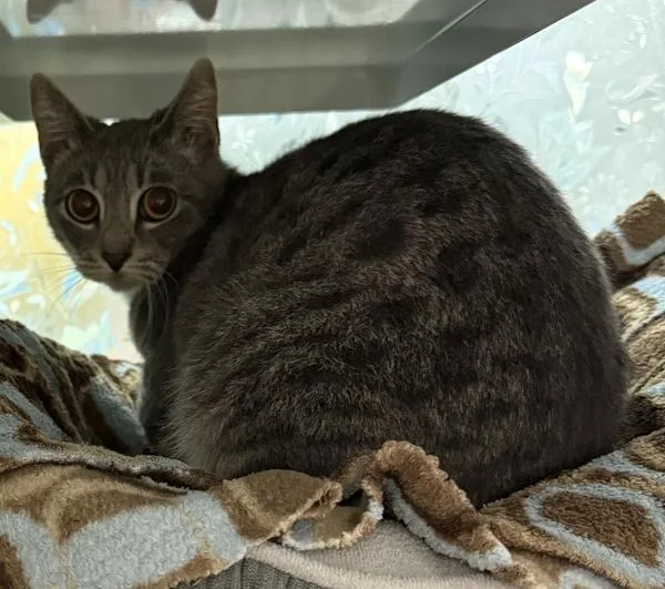 An adult medium-sized female Domestic Short Hair cat named Beatrice for adoption in Escondido, CA