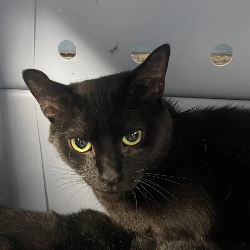An adult medium-sized female Domestic Short Hair cat named Coco for adoption in Perkiomenville, PA