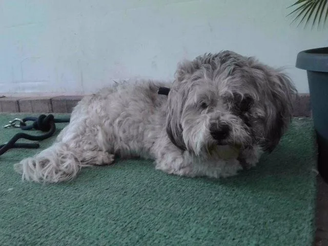A young small-sized male Poodle dog named Teddy for adoption in Baldwin Park, CA