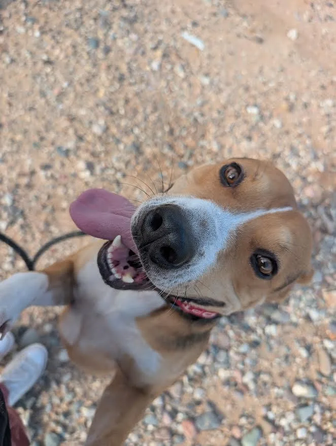 A young medium-sized female Staffordshire Bull Terrier dog named Blossom for adoption in Chandler, AZ