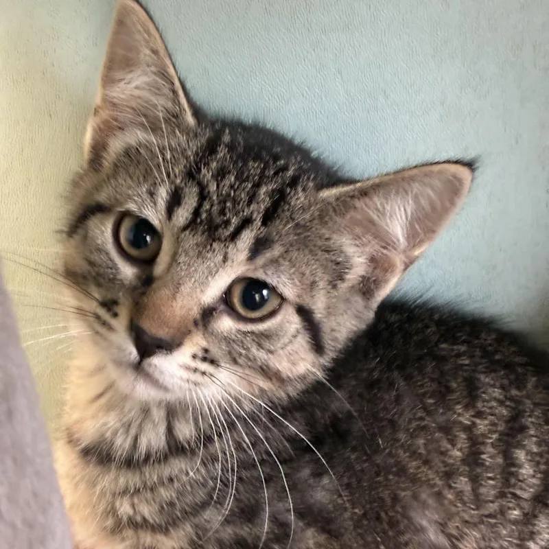 A baby small-sized female Brown / Chocolate Domestic Short Hair cat named Phoebe for adoption in South Elgin, IL