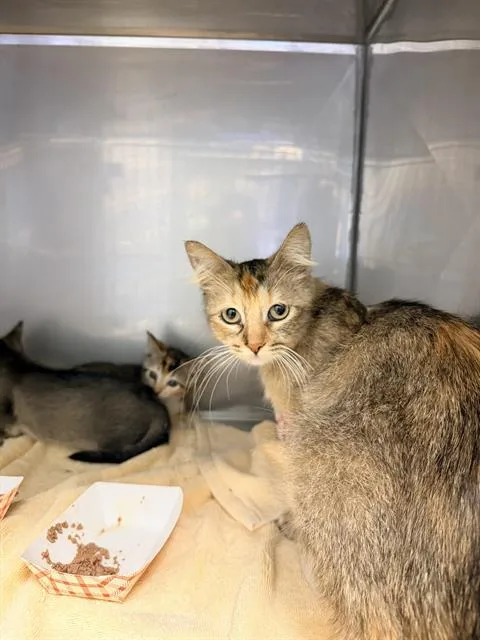 A young medium-sized female Domestic Short Hair cat named Victoria for adoption in Santa Cruz, CA