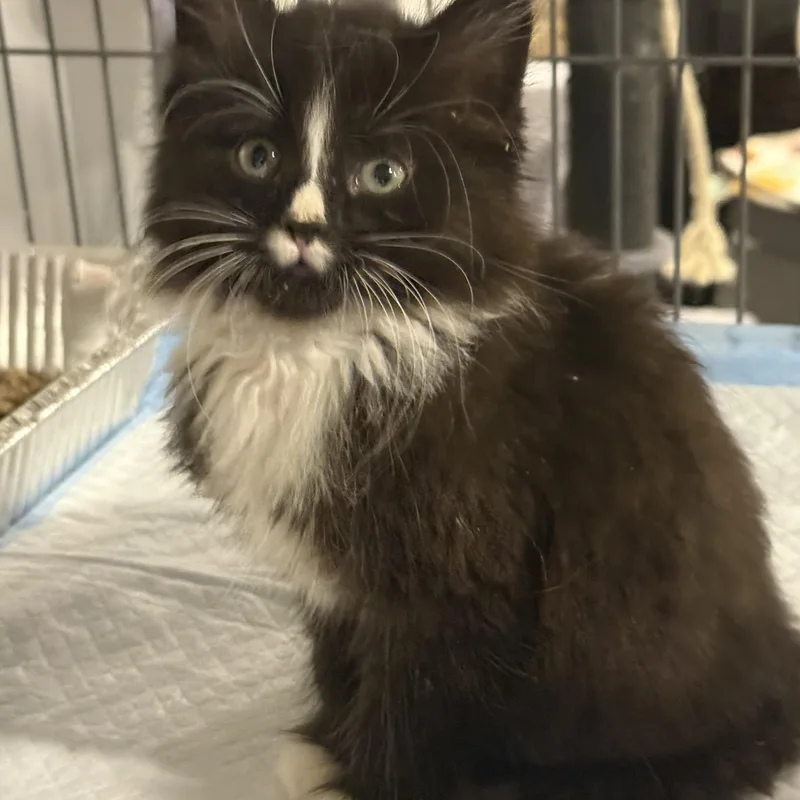 A baby medium-sized male Black & White / Tuxedo Domestic Medium Hair cat named Yogurt for adoption in Old Bridge, NJ