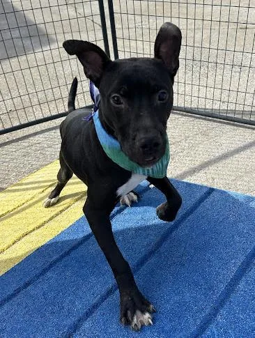 A young medium-sized male Pit Bull Terrier dog named Glory for adoption in Daytona Beach, FL