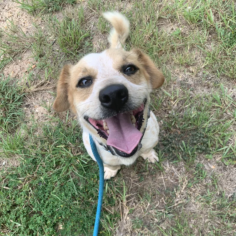 Opie & Baxter thumbnail 2