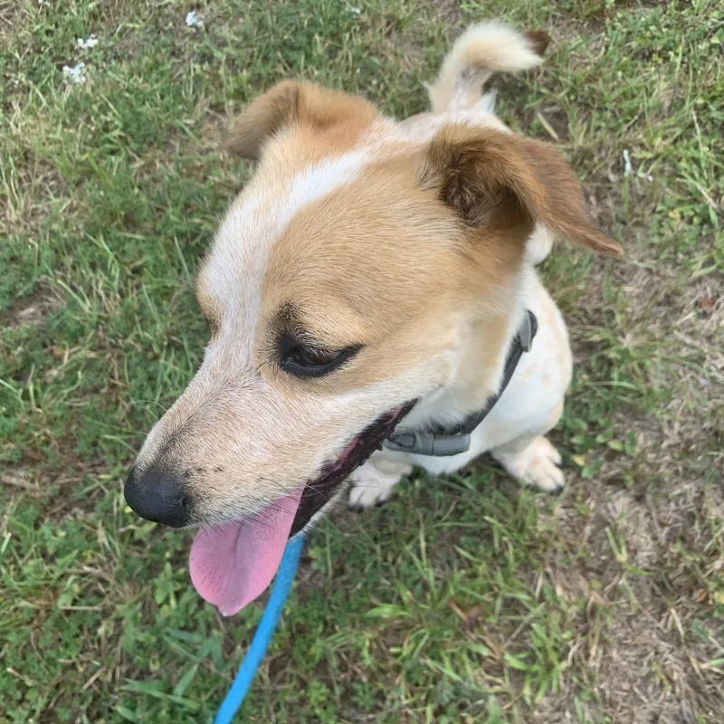 Opie & Baxter thumbnail 3