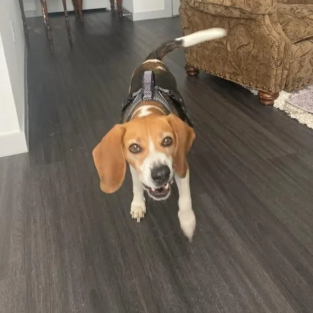 Opie & Baxter thumbnail 4