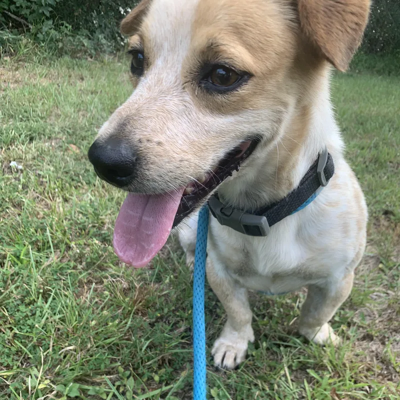 Opie & Baxter thumbnail 6