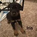 Iris thumbnail 2